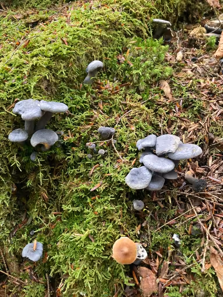 Polypore à pores bleus, photo 3 sur 5