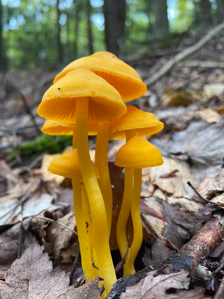 Orange gilled waxcap