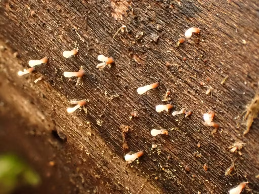 Cornucopiella fusispora