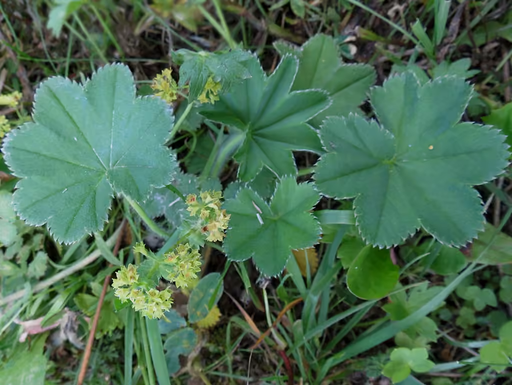 Alchémille des montagnes