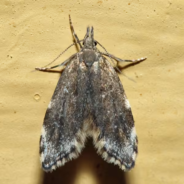 Three-spotted Concealer