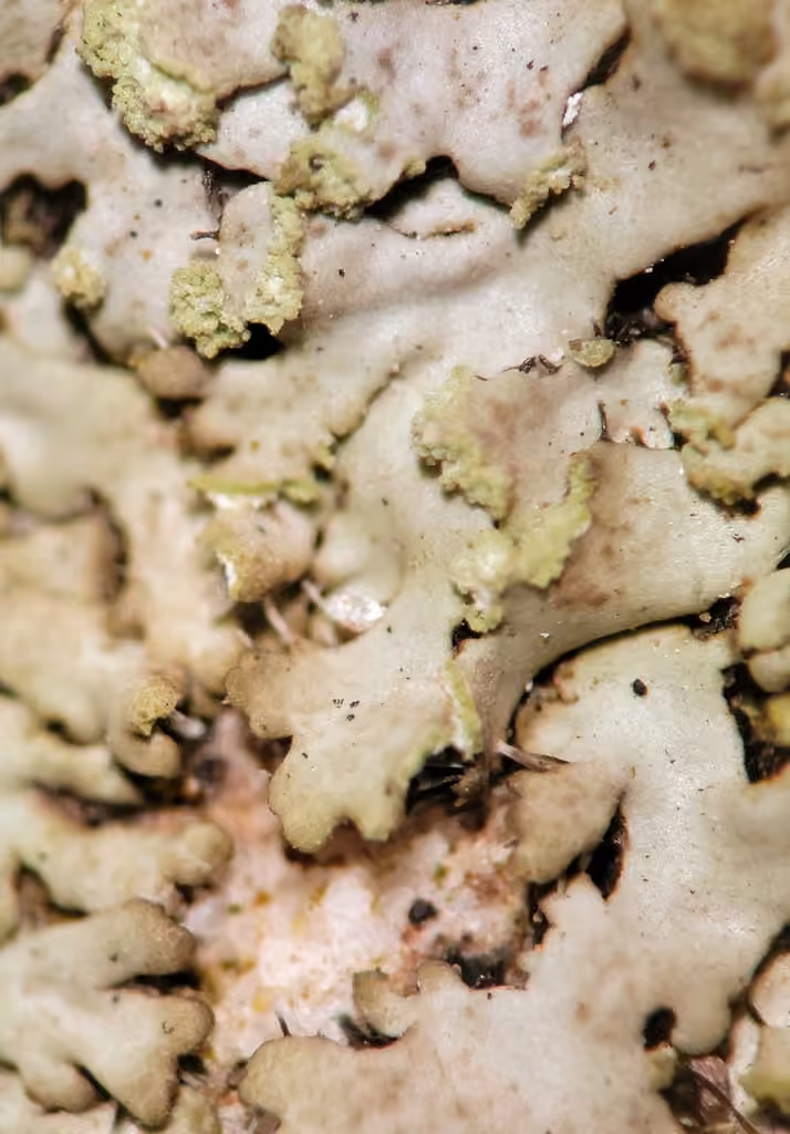 Powder-tipped Shadow Lichen, photo 3 of 5