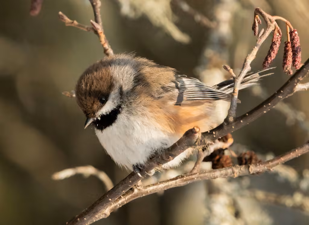Boreal Chickadee, Adult