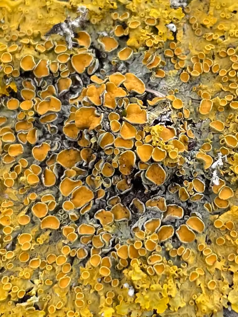 Common Orange Lichen, photo 2 of 5