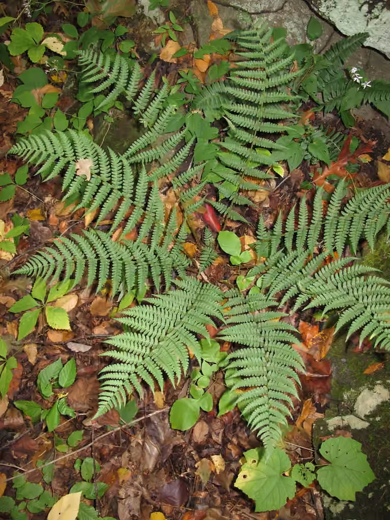 Woodfern
