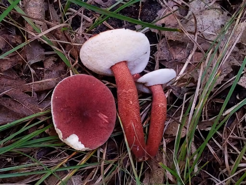 Red Gyroporus, photo 1 of 5