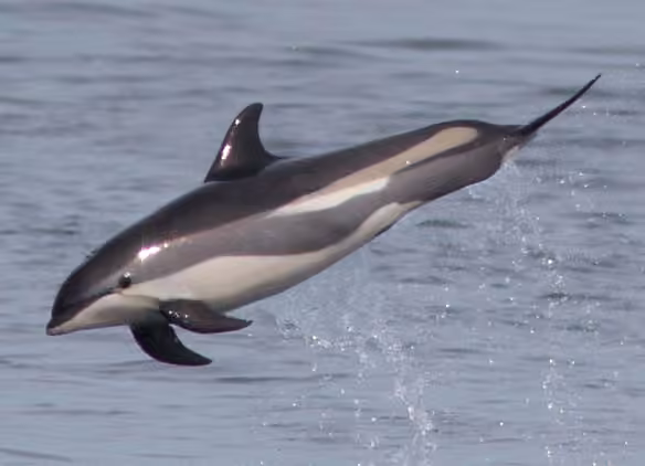 Atlantic White-sided Dolphin, photo 2 of 5