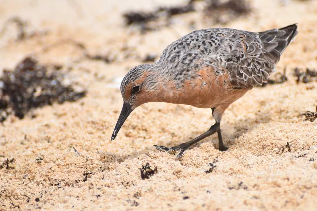 Red Knot, photo 1 of 5