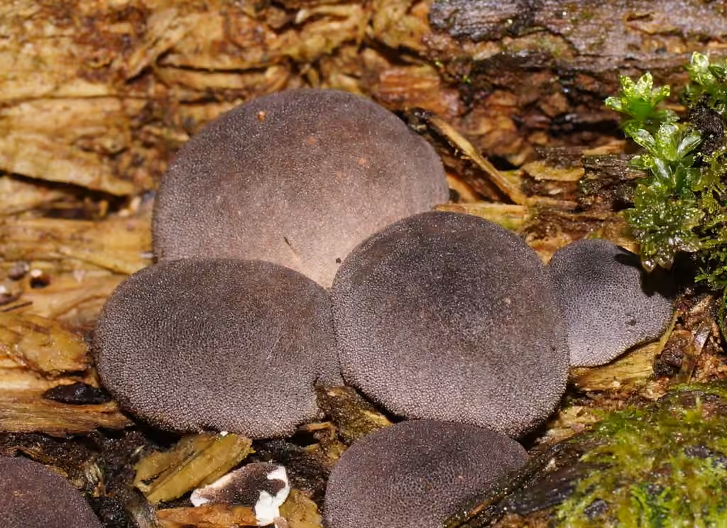 Flesh-colored Puffball