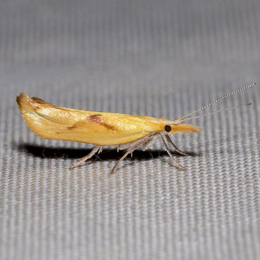 Canary Ypsolopha Moth