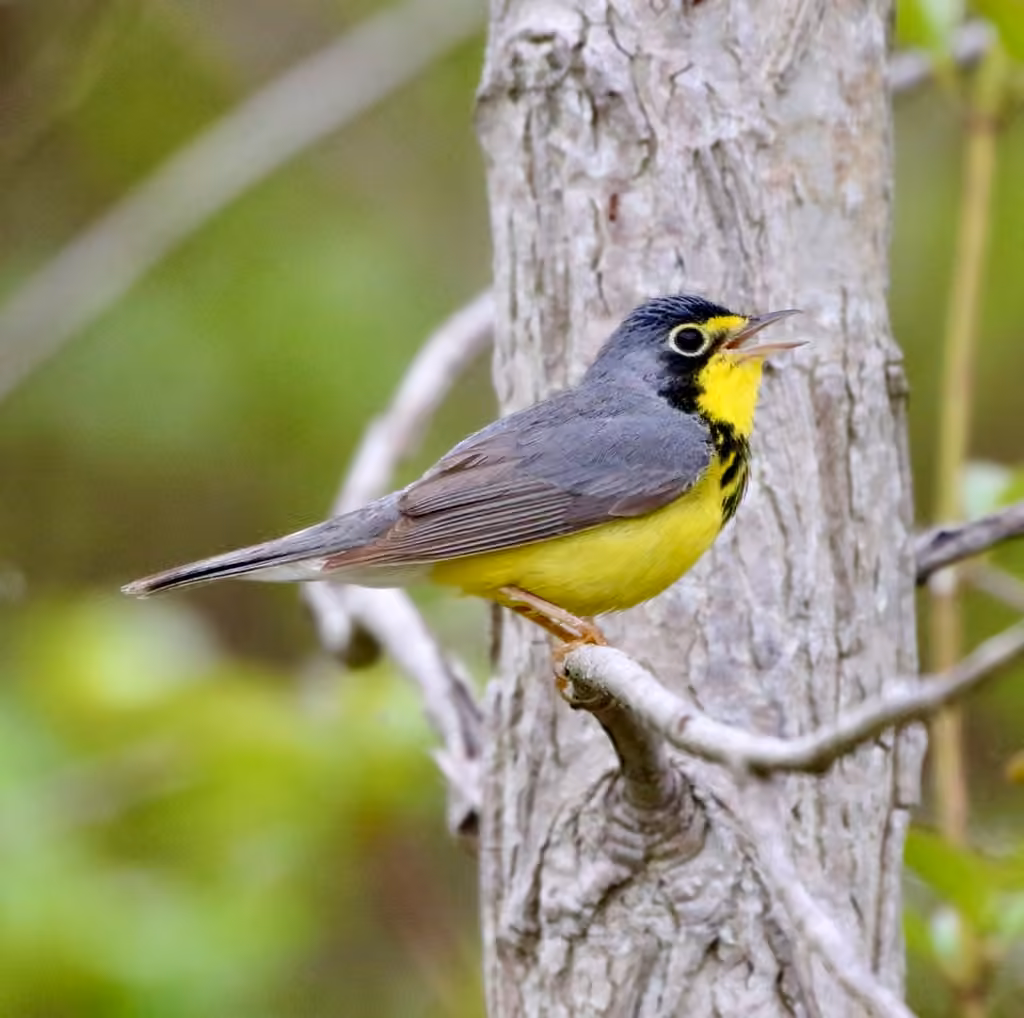 Canada Warbler, Male