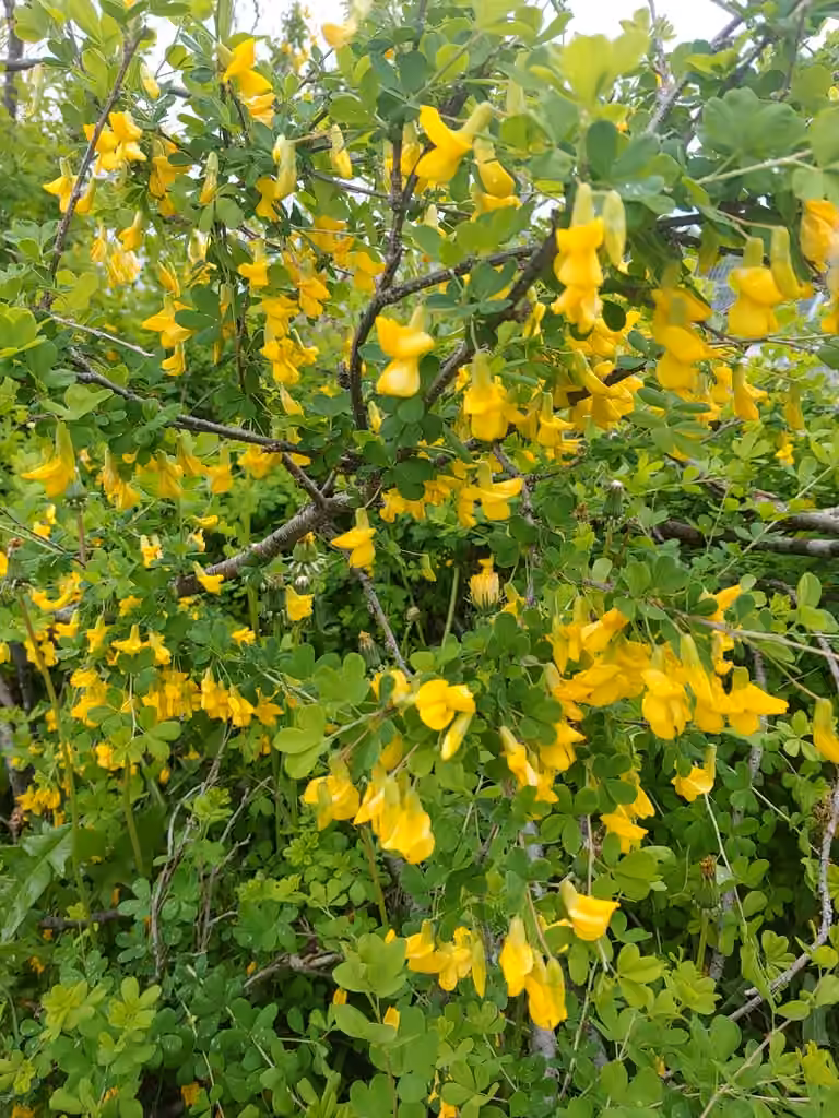 Russian peashrub, In flower