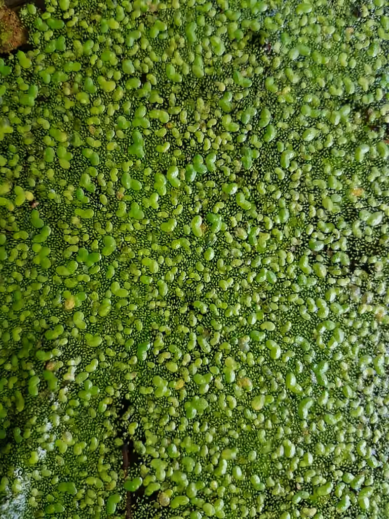 Columbia watermeal, photo 2 of 5
