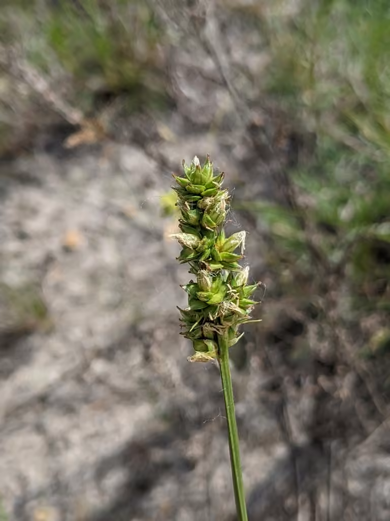 Carex de Mühlenberg, En fleurs