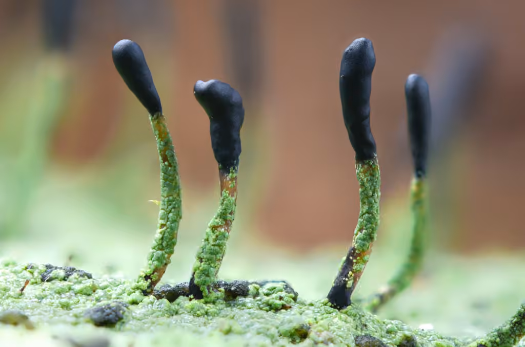 tapered matchstick lichen
