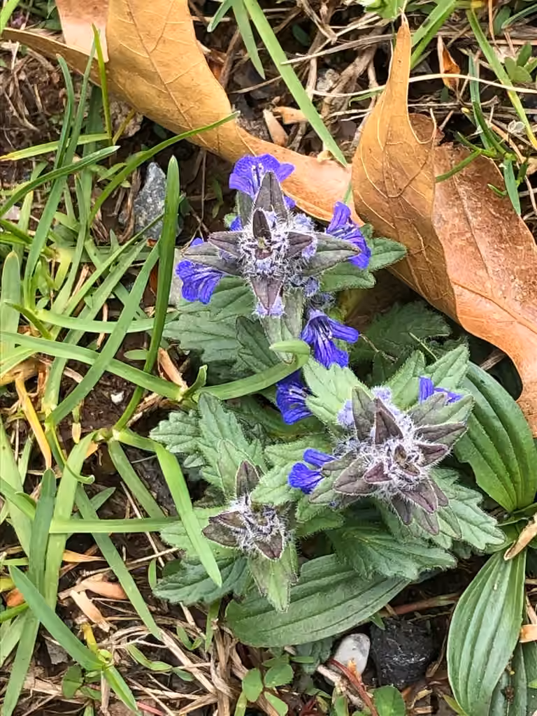 Bugle de Genève, En fleurs