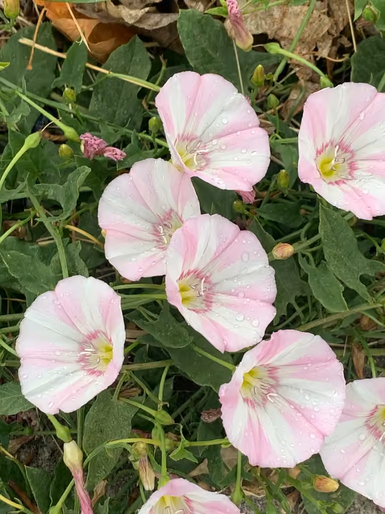 Field bindweed