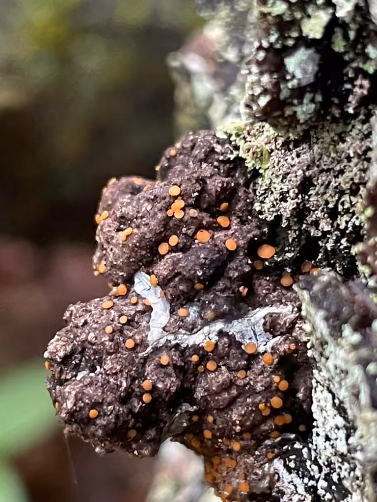 Resin sarea lichen