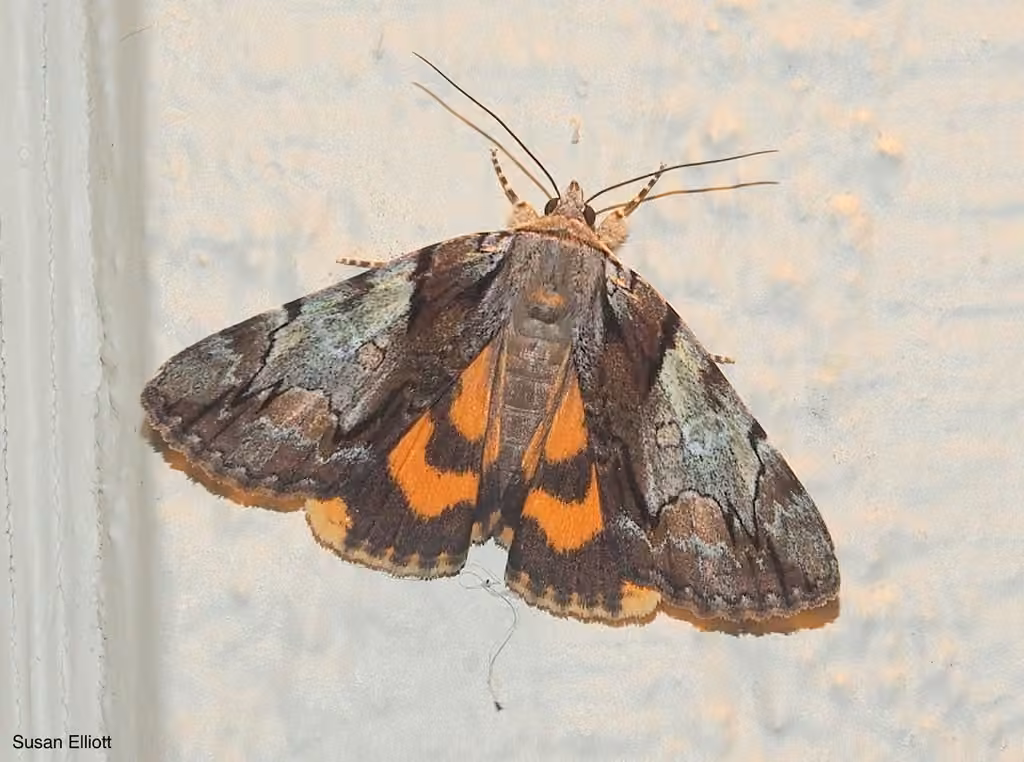 Hawthorn Underwing Moth, Adult