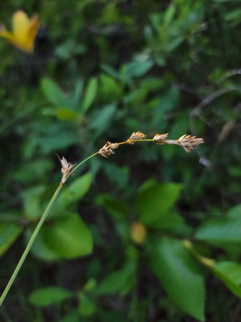 Carex des prairies, photo 3 sur 5