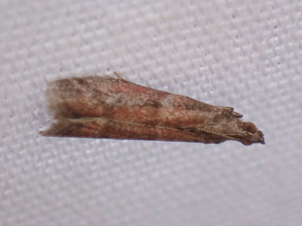 Ephestiodes erythrella, Adult