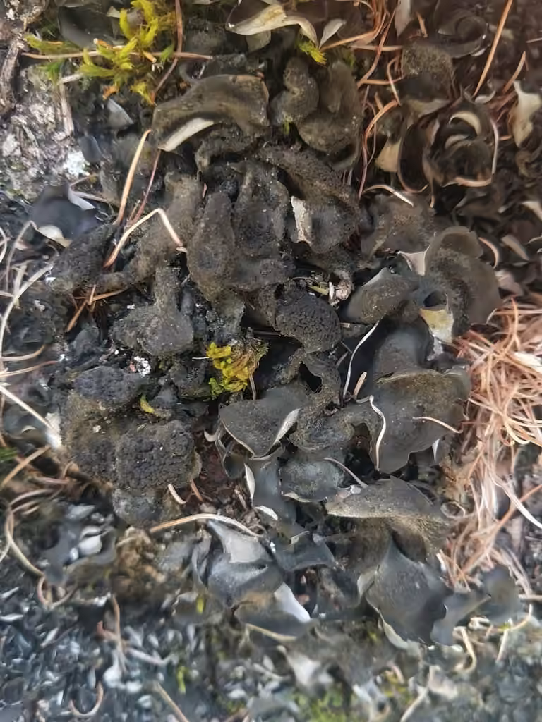 Bearded Jellyskin Lichen, photo 1 of 5
