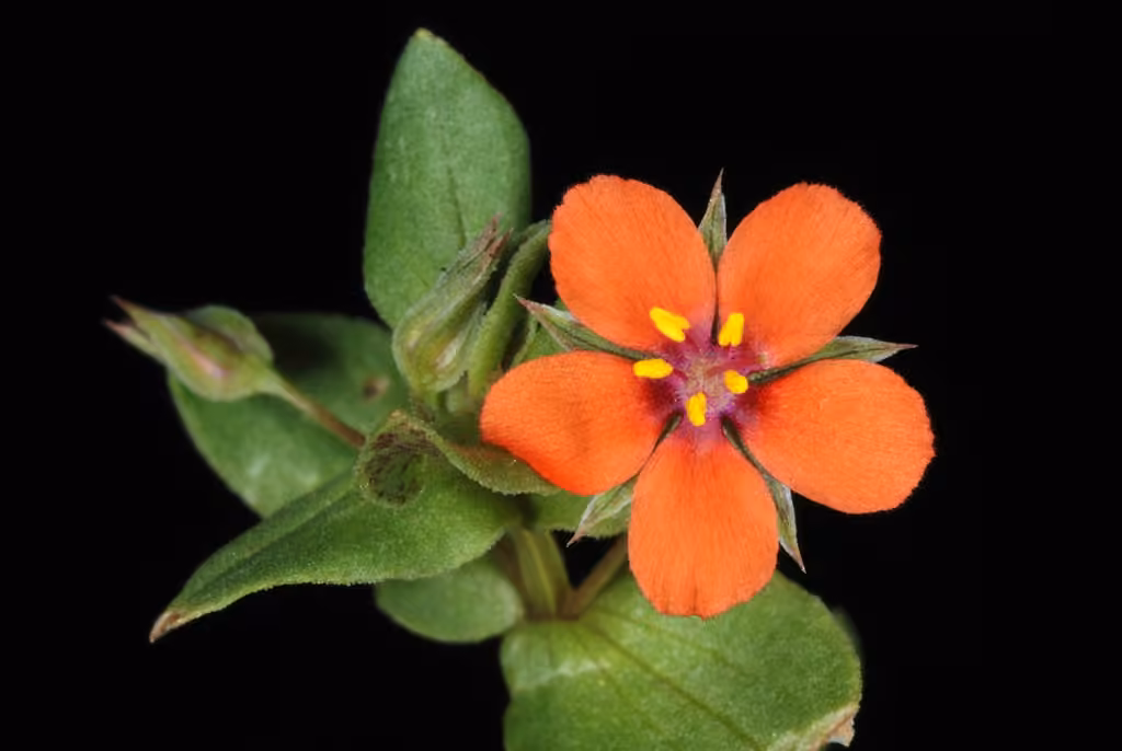 Scarlet pimpernel, In flower