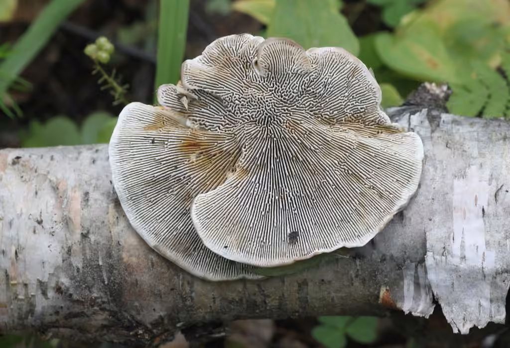 Daedaleopsis septentrionalis, photo 1 sur 5