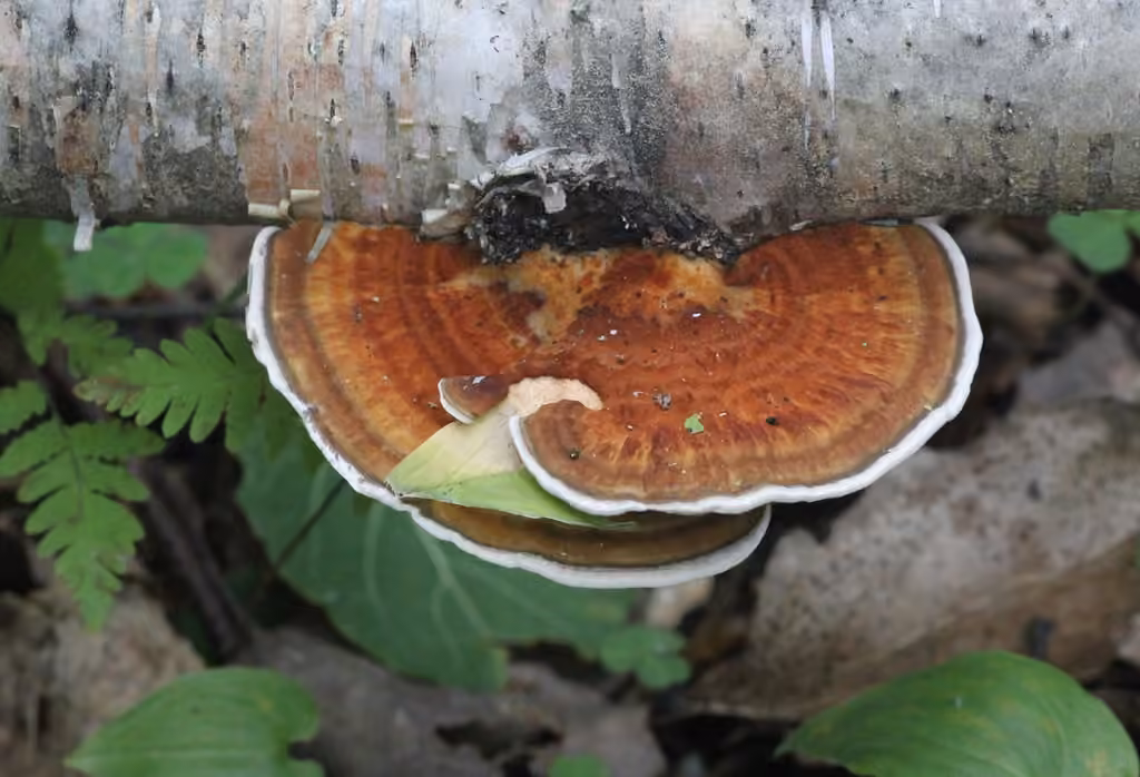 Daedaleopsis septentrionalis, photo 3 sur 5