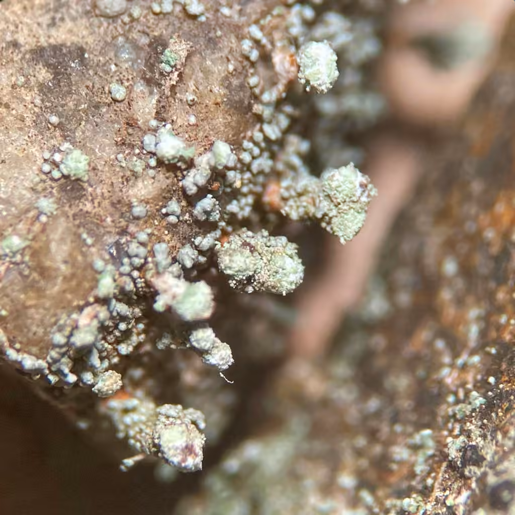 Pixie Foam, photo 2 of 5