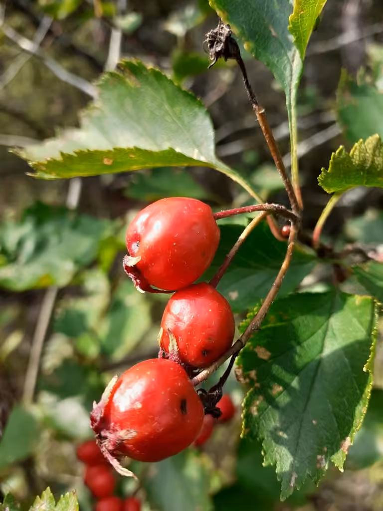 Aubépine flabelliforme, En fruits