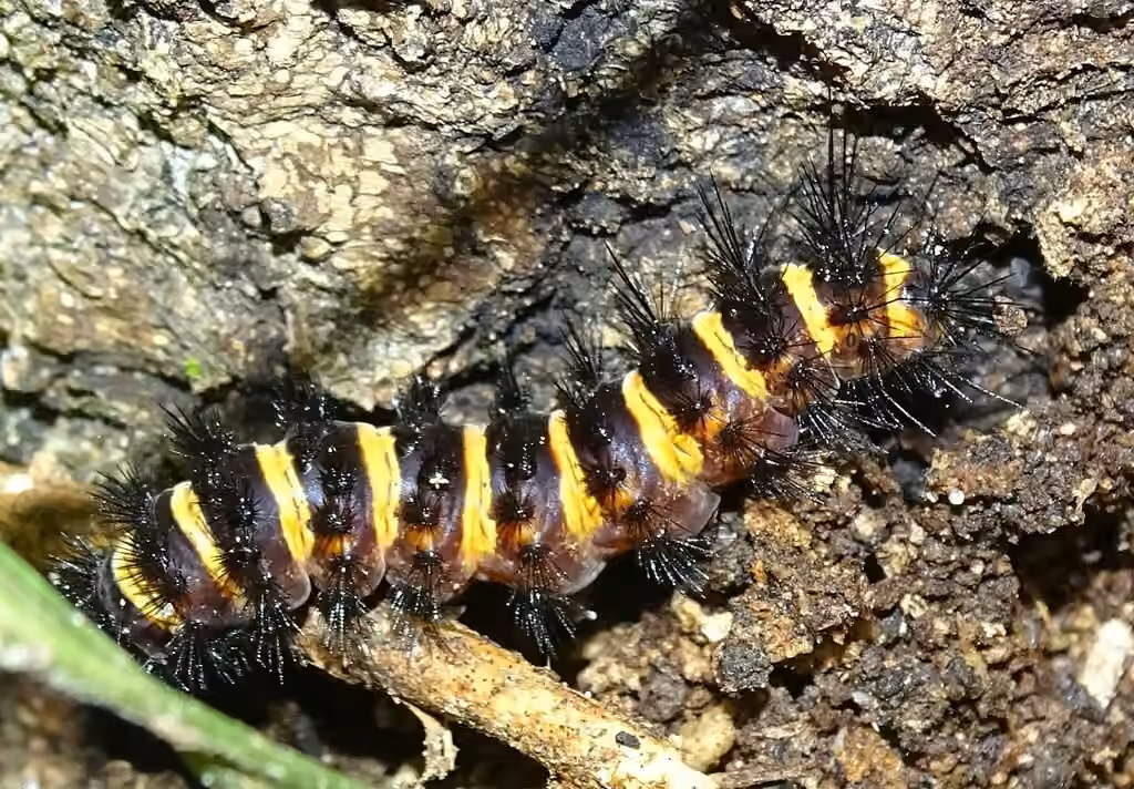 Agreeable Tiger Moth, photo 1 of 5