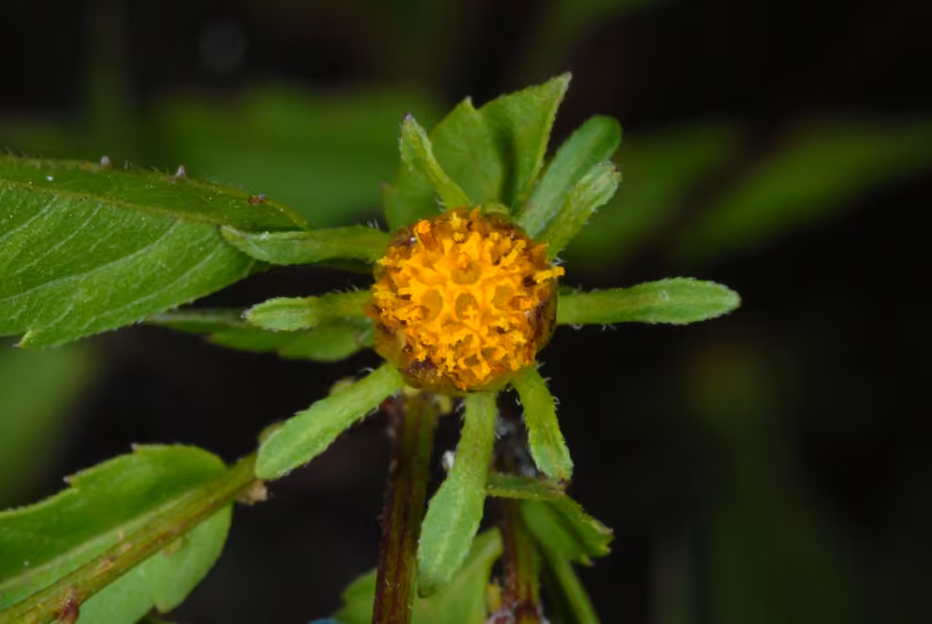 Bident feuillu, En fleurs