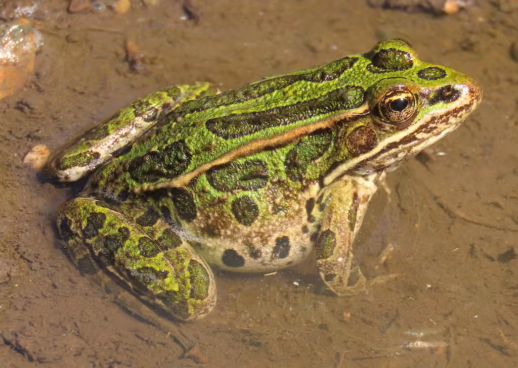 Northern Leopard Frog