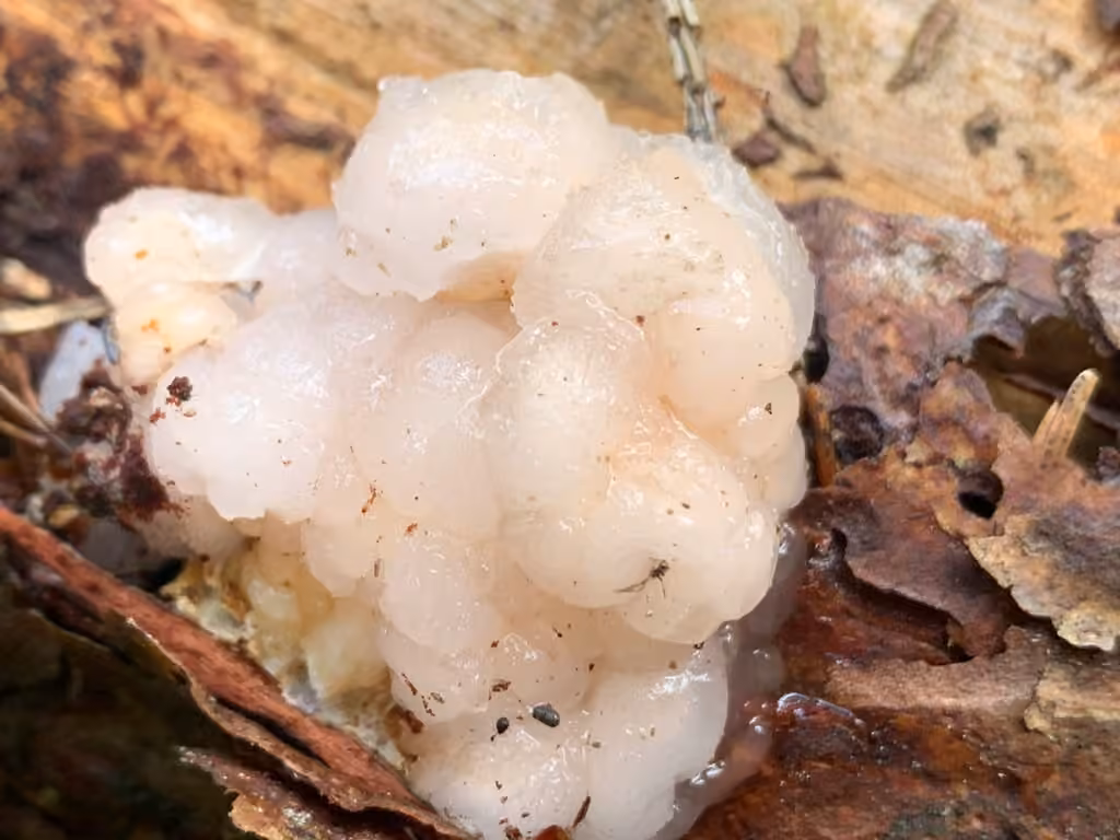 Conifer Brain, photo 3 of 5