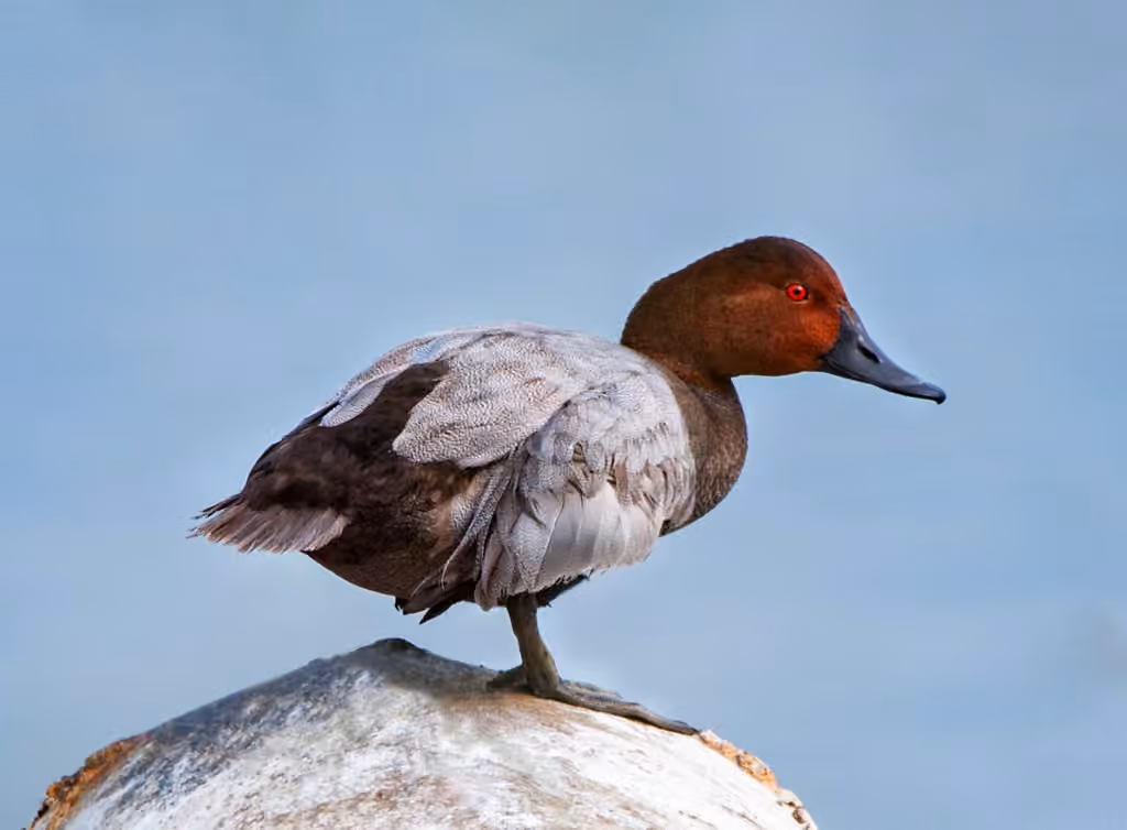 Common Pochard, photo 2 of 5