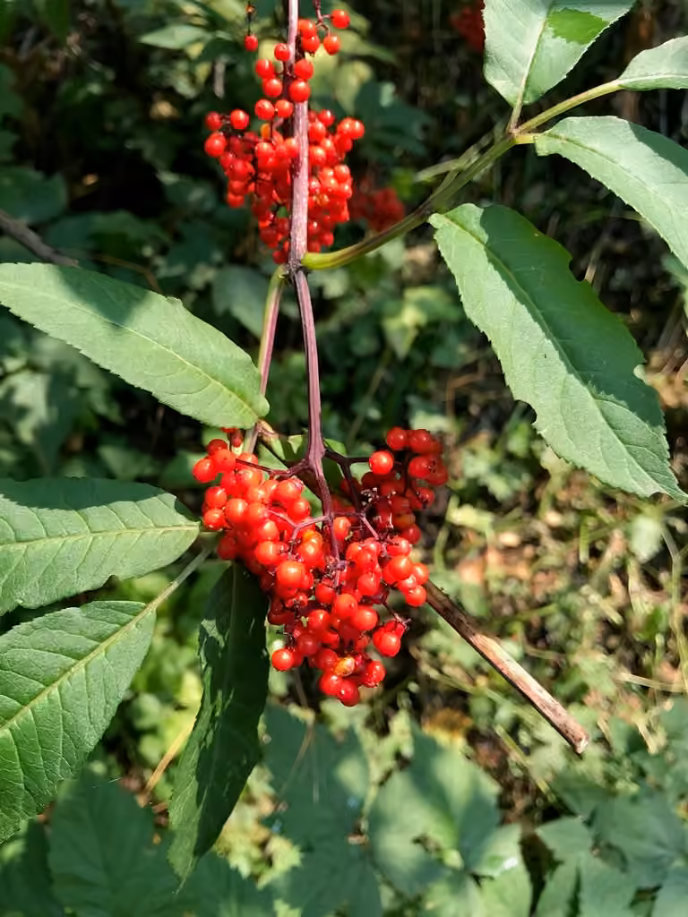European red elder