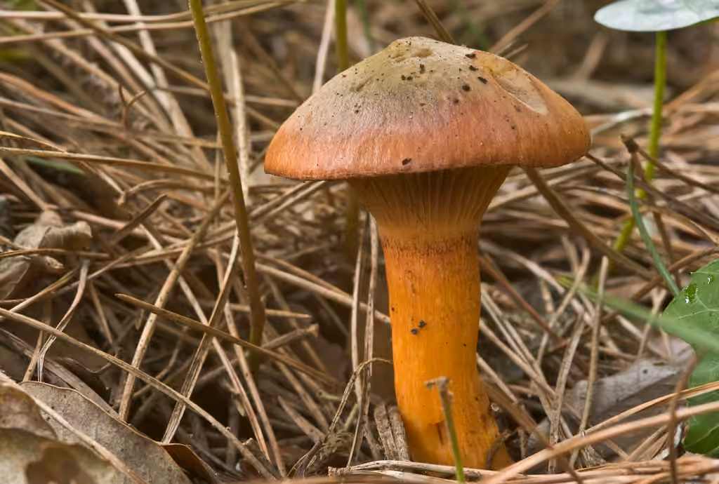 Copper Spike