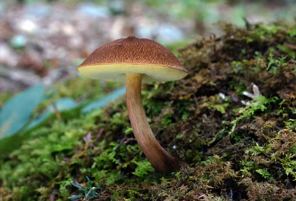 Bolet faux-chrysenteron, photo 1 of 5