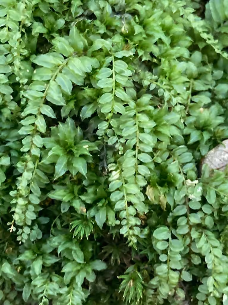 Wavy-leaf Moss