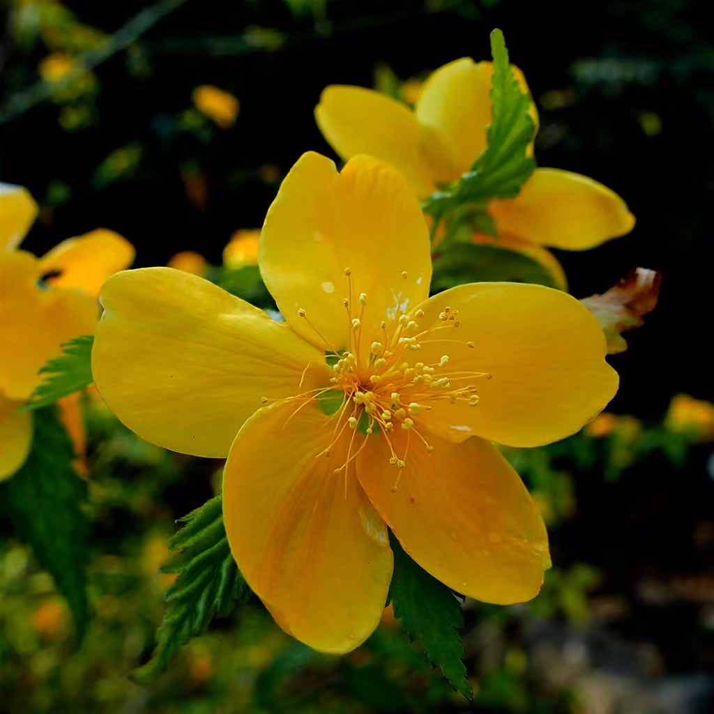 Japanese rose, photo 1 of 5