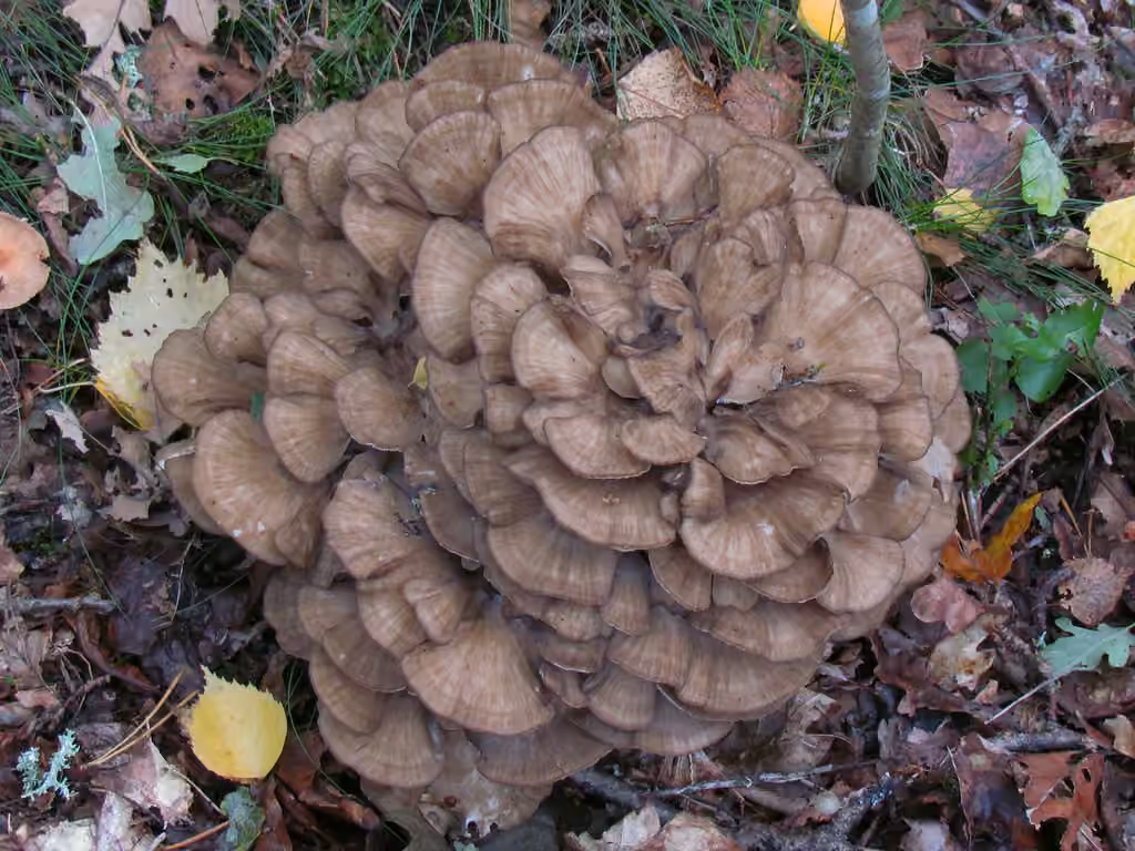 Hen Of The Woods, photo 2 of 5
