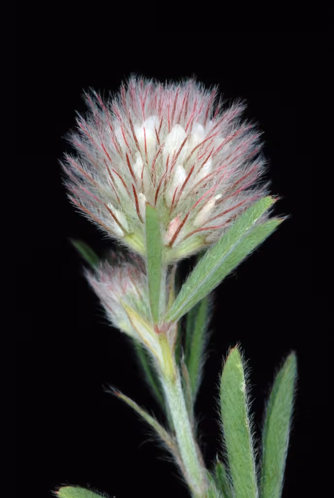 Trèfle pied-de-lièvre, En fleurs