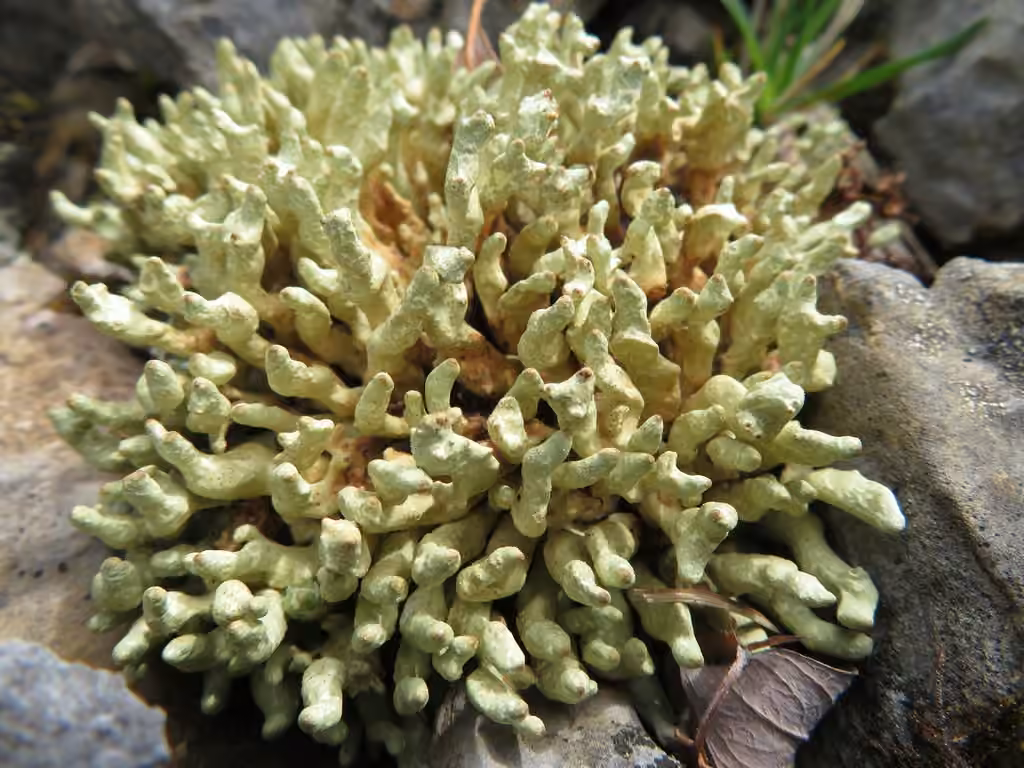 Arctic Butterfingers Lichen, photo 2 of 5