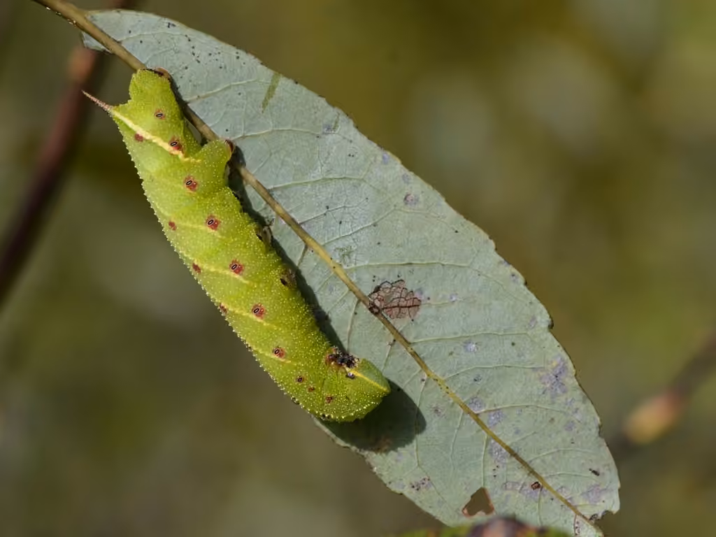 Twin-spotted Sphinx, Caterpillar