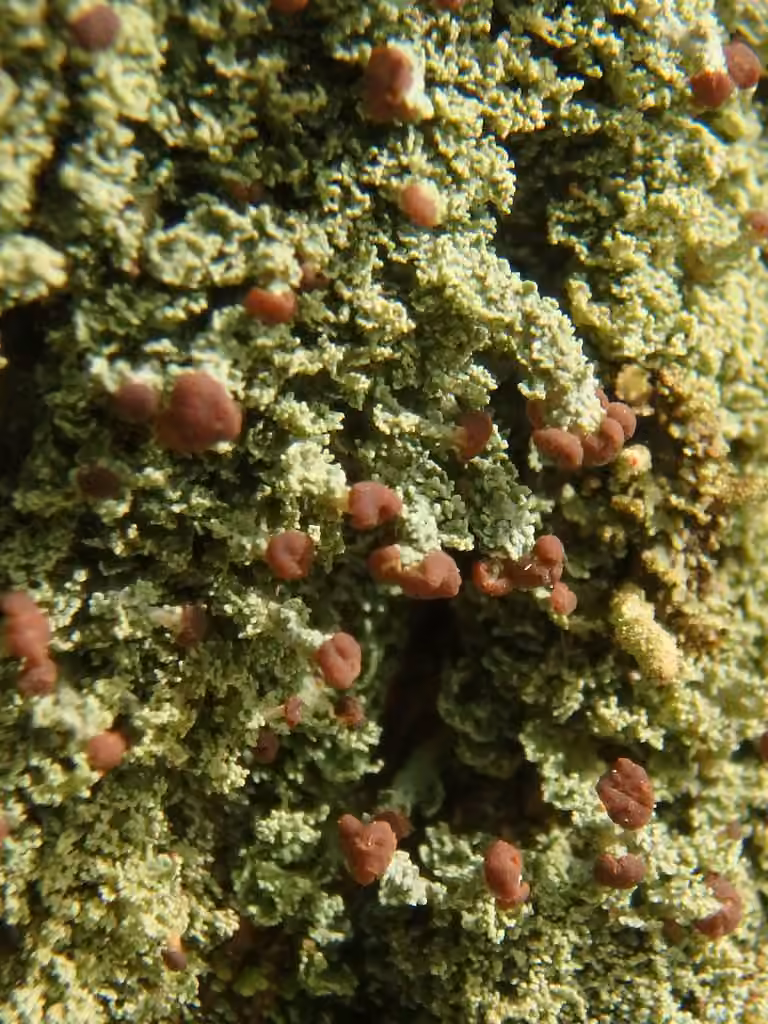 Fence-rail Cladonia, photo 1 of 5