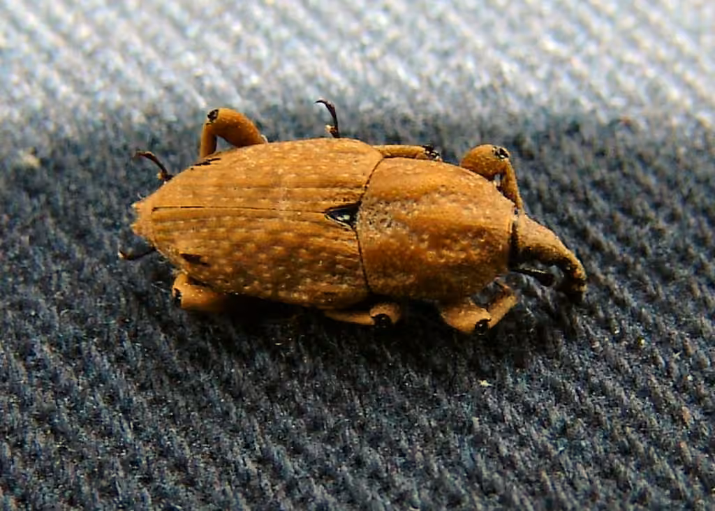 Southern Corn Billbug, photo 2 of 5