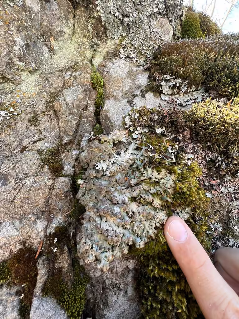 Powdered Tube Lichen, photo 3 of 5