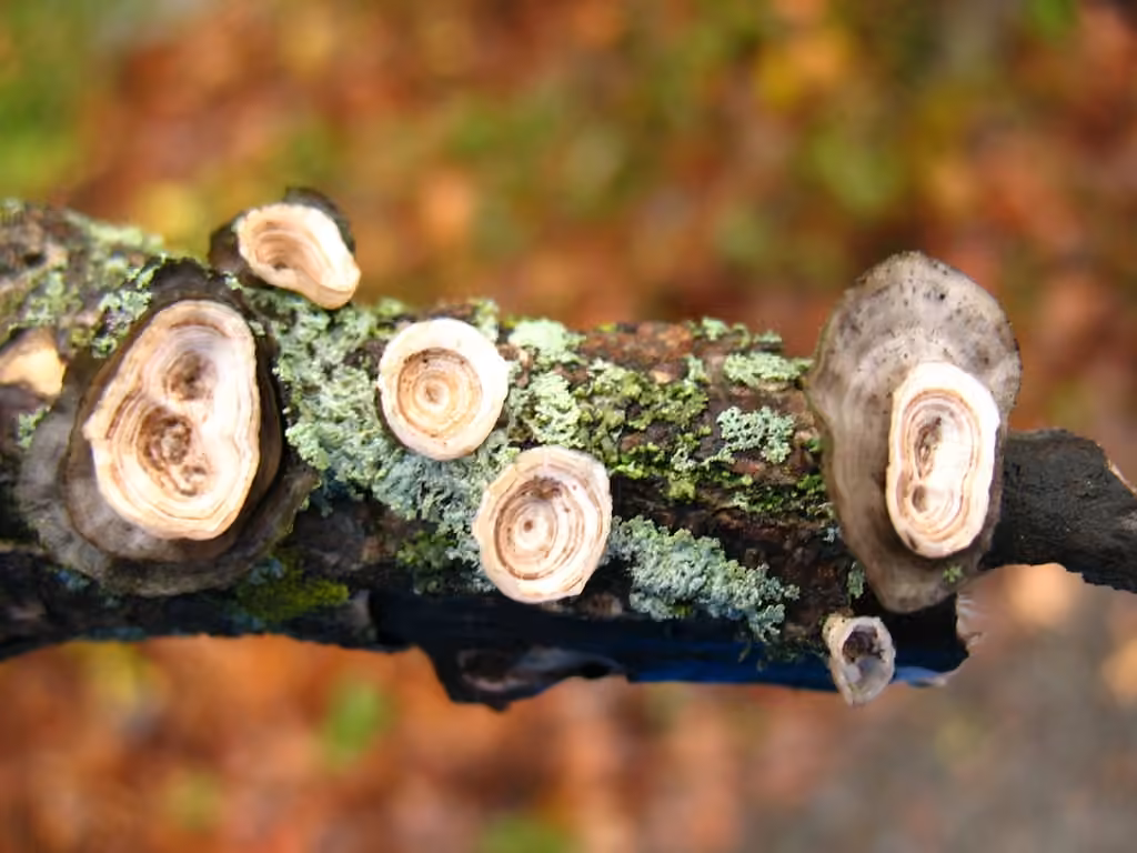 little nest polypore, photo 3 of 5