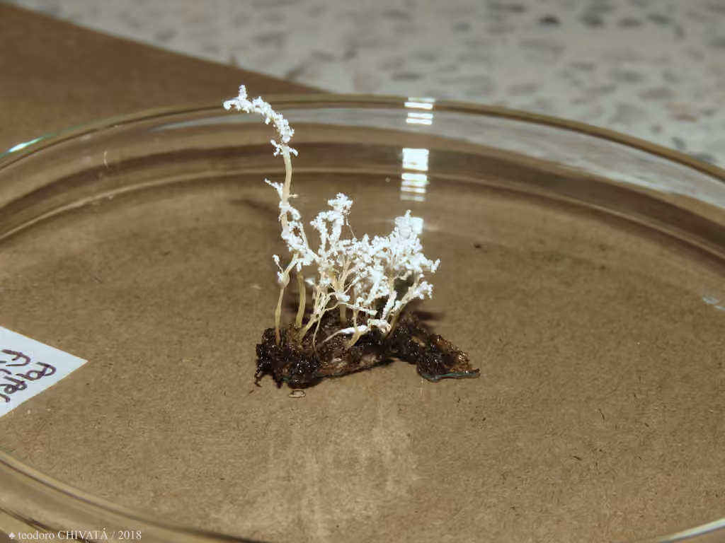 Cordyceps tenuipes, photo 3 of 5